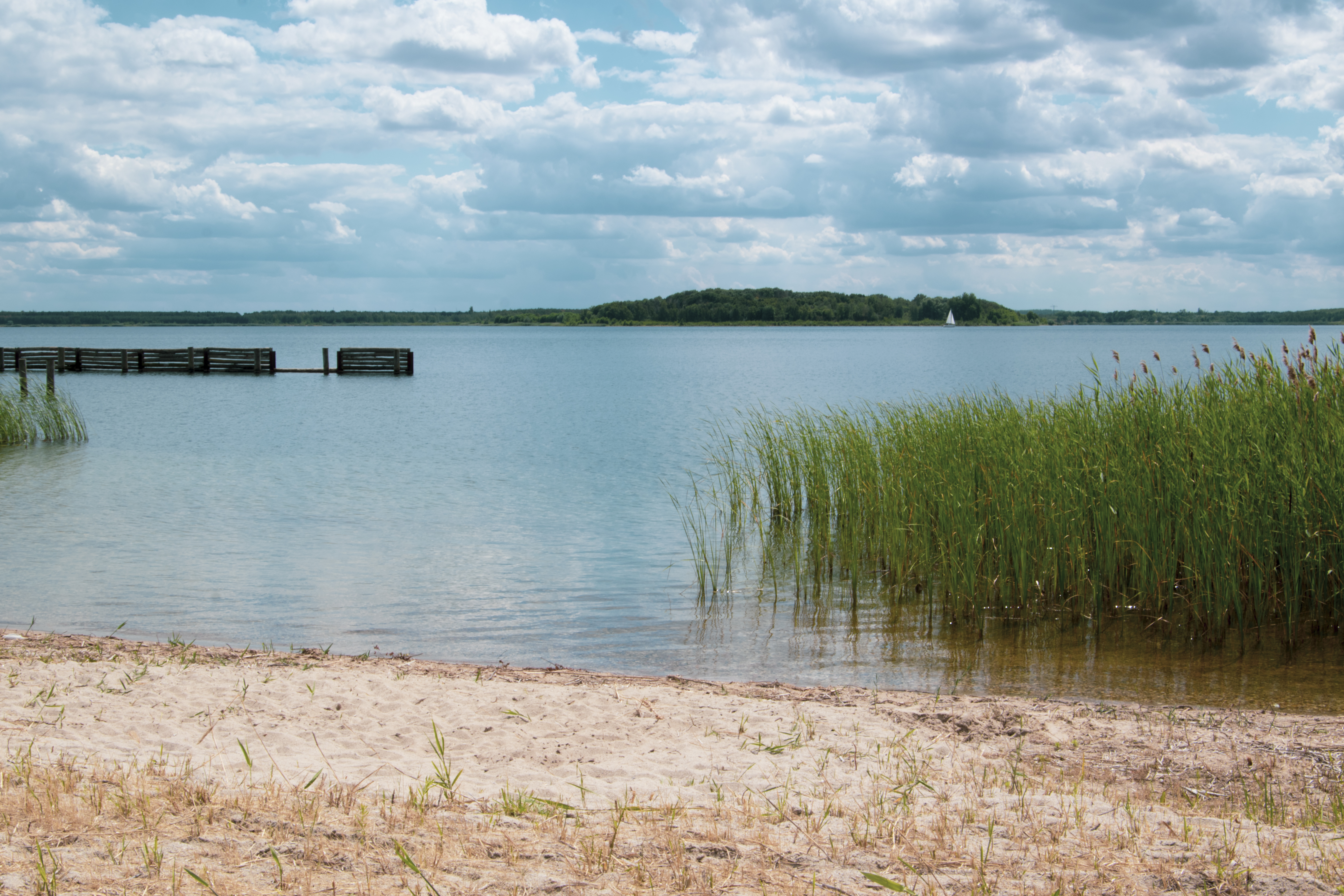 Ein Sandstrand mit Grasflecken grenzt an einen ruhigen See. Rechts am Ufer wächst hohes Schilf, und links ragt ein alter Holzsteg in den See. Auf der anderen Seite des Wassers ist ein mit Bäumen bewachsener Hügel zu sehen.
